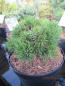 Preview: Pinus mugo Jezek 1